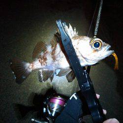 潮のタイミング